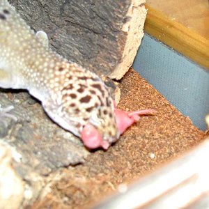 Macho Golden pinkie3.jpg