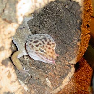 Macho Golden pinkie4.jpg