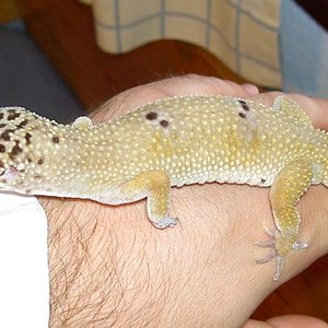 macho euble Hypo por Leucistico_plenitud.jpg