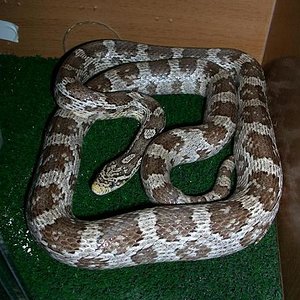 GUTATAhembra terrario.JPG