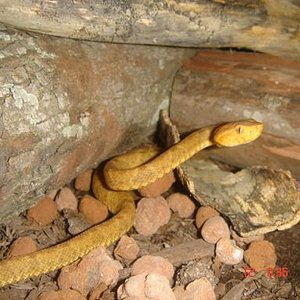 Copia de snakes 055.jpg