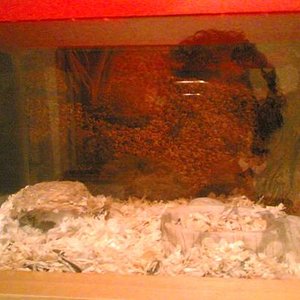 roborovskiterr (1).jpg