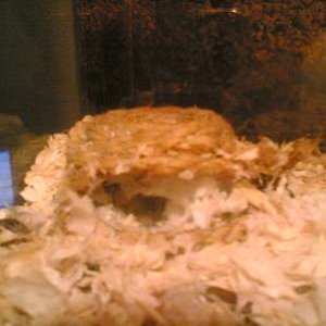 roborovskiterr (2).jpg