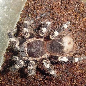 geniculata.JPG