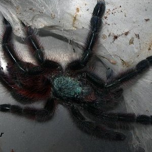 Avicularia versicolor.JPG