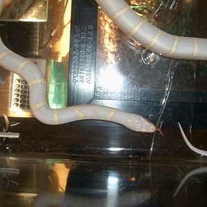 Guttata x Obsoleta 3.JPG