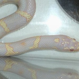 Guttata x Obsoleta 4.JPG