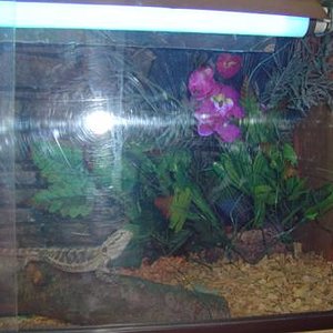 su nuevo escondite.JPG