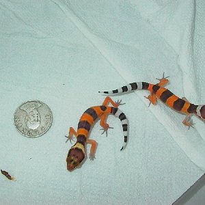 tangerinos babys.jpg