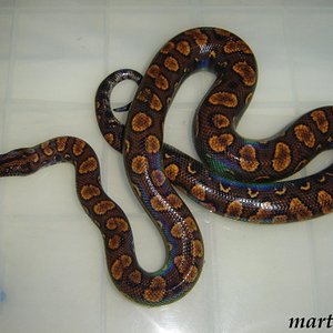 zcruza ce ca (600 x 450).jpg