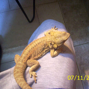 Pogona Vitticeps.jpg