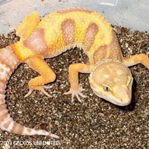 gecko albino chocolate tangerino.jpg