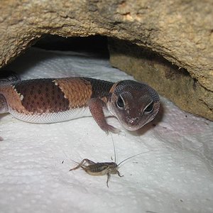 Gecko . 01-febrero-06 005,.JPG