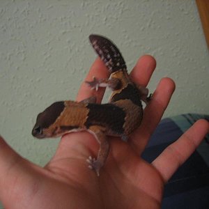 Gecko . 01-febrero-06 013.jpg