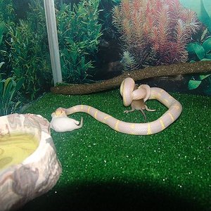 Serpiente Rey de California (LAMPROPELTIS GETULUS CALIFORNIAE) 220.JPG