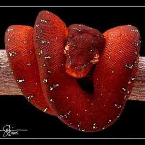 first red het for albino neonate.JPG