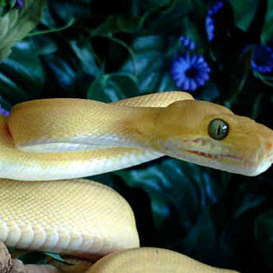 C. C albino.jpg
