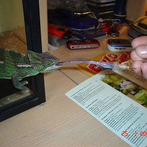 Aurora de l'adria y phyllium 002 (Small).jpg