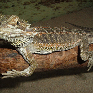 pogonas 098 copia.jpg