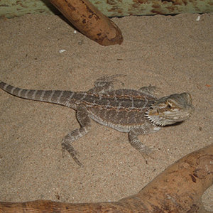 pogonas 085 copia.jpg