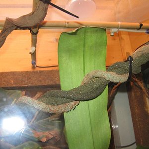 Terrario 001 (10).jpg