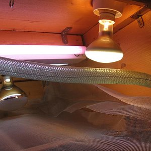 Terrario 001 (13).jpg