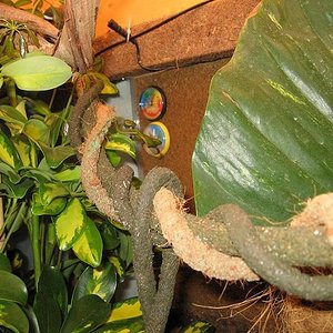 Terrario 001 (17).jpg