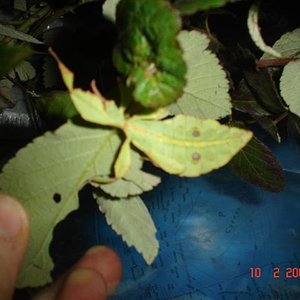 Fotos phyllium terraris, ous etc.. 007 (Small).jpg