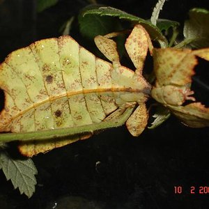 Fotos phyllium terraris, ous etc.. 008 (Small).jpg