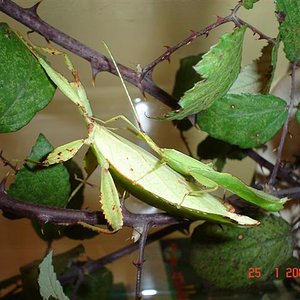 Aurora de l'adria y phyllium 010 (Small).jpg