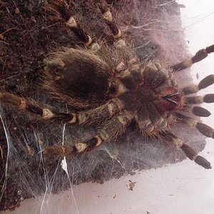 a.geniculata.JPG