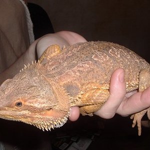 pogona macho 005.jpg