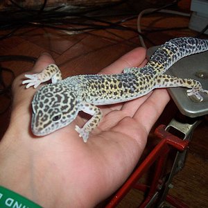reptiles 011fhdhh.JPG