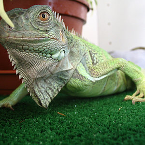 iguana11.jpg