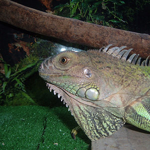 iguana12.jpg