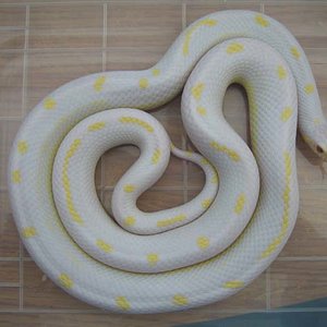 Albino_002.jpg