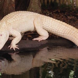 aligator albino.jpg