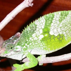 Copia de brady 004.jpg