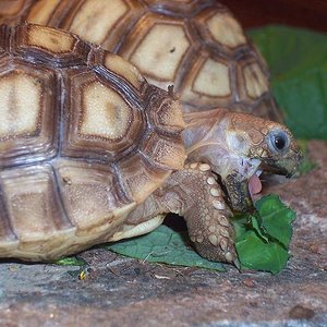 Sulcata concurso.JPG