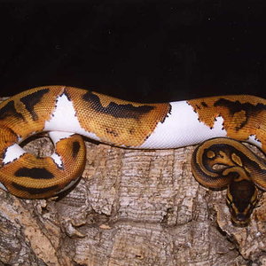 PIEBALD%20SUBADULT%20M%202.jpg
