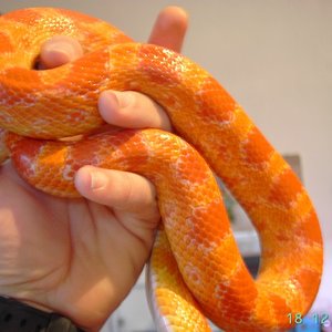 Guttata Amelanistica 1.jpg