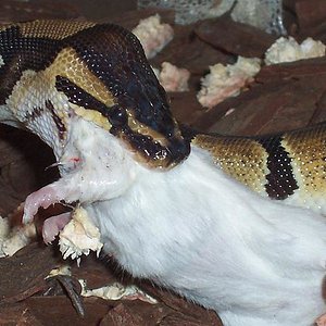 reptiles 309fffffffff.JPG