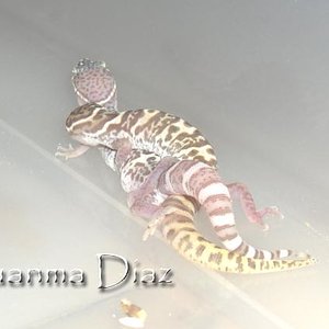 coleonyx variegatus copula.jpg