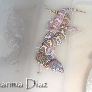 coleonyx variegatus copula1.jpg