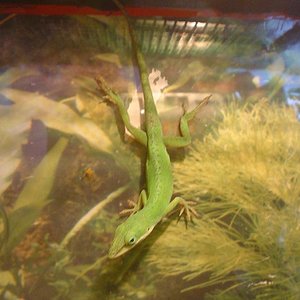 anolis.JPG