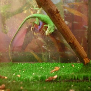 fijo en su presa.JPG