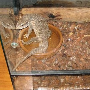 wanchito en el agua.jpg