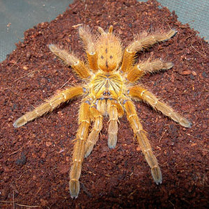 Pterinochilus murinus.jpg