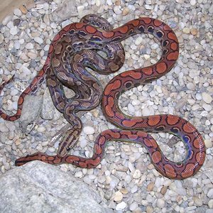 maurus y chrenchria.JPG