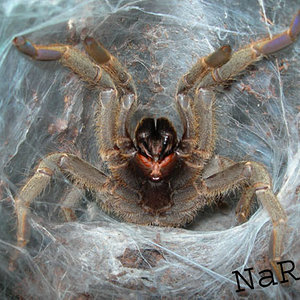 Pterinochilus lugardi.jpg